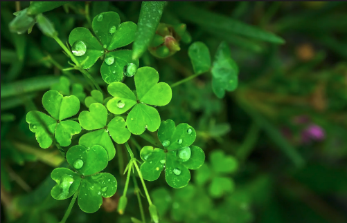 Read more about the article St. Patrick’s Shamrock